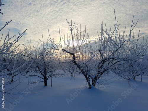 tree in winter