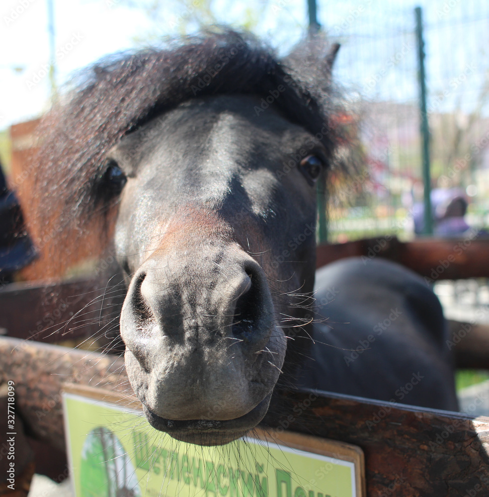 Naklejka premium a small horse stuck its head out in the paddock with the sign Shetland pony