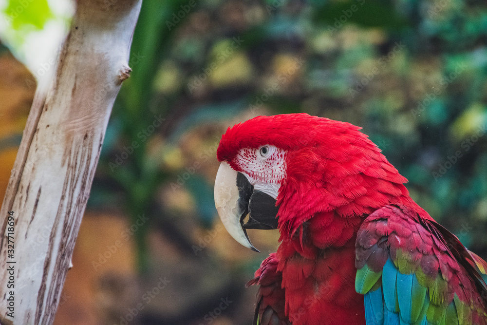 Obraz premium A closeup of green-winged Macaw in a conservatory. Vancouver BC Canada