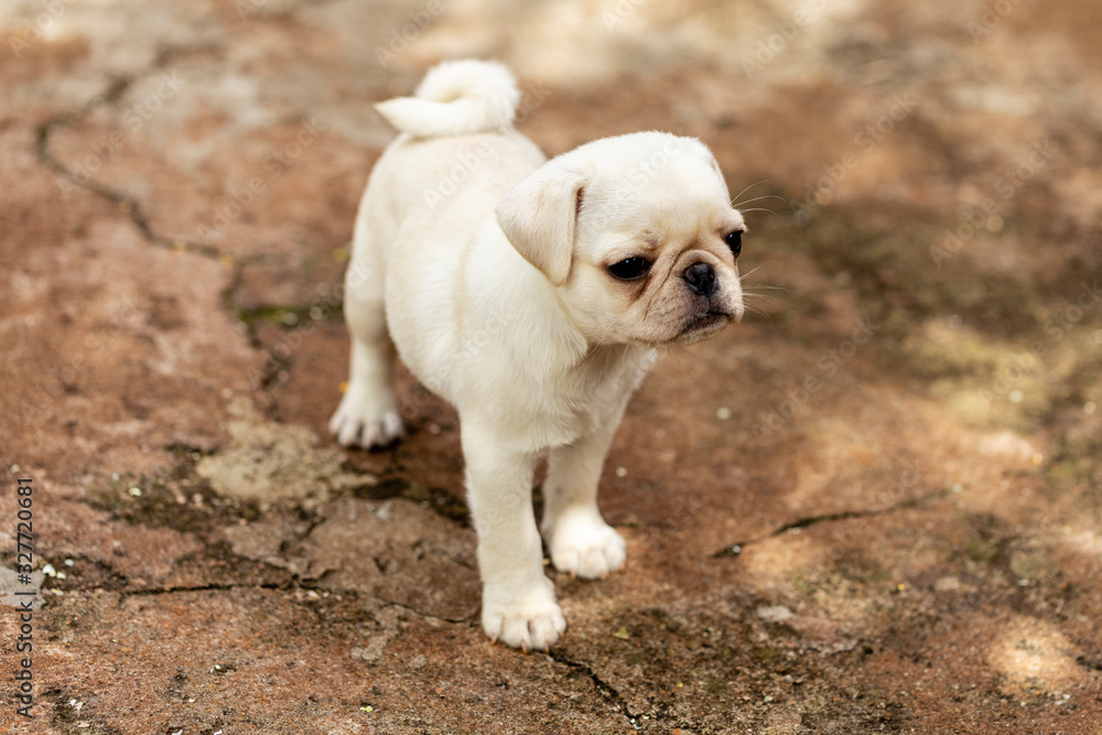 adorable, animal, animalistic, background, beautiful, black, breed, brown, bulldog, canine, cute, dog in motion, dog pug, doggy, domestic, face, fawn, friend, funny, grass, happy, happy pug, isolated,