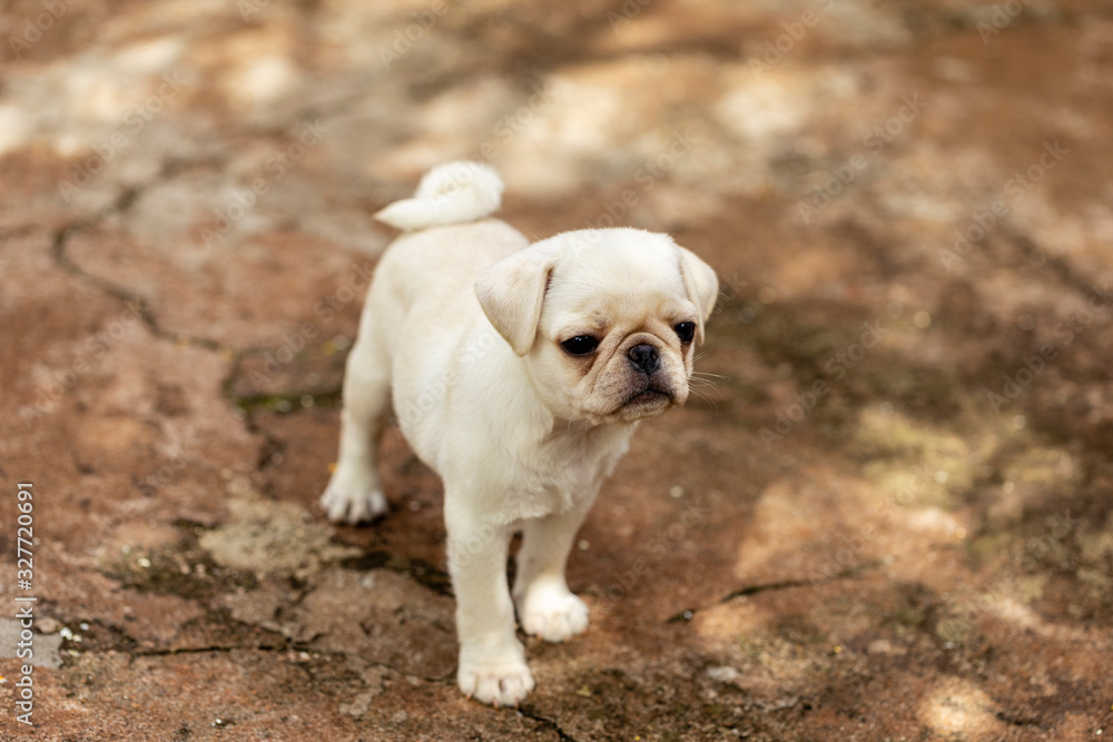 adorable, animal, animalistic, background, beautiful, black, breed, brown, bulldog, canine, cute, dog in motion, dog pug, doggy, domestic, face, fawn, friend, funny, grass, happy, happy pug, isolated,