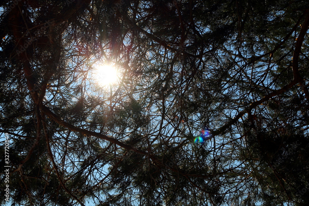 Sunlight spills through the branches of the spruce tree