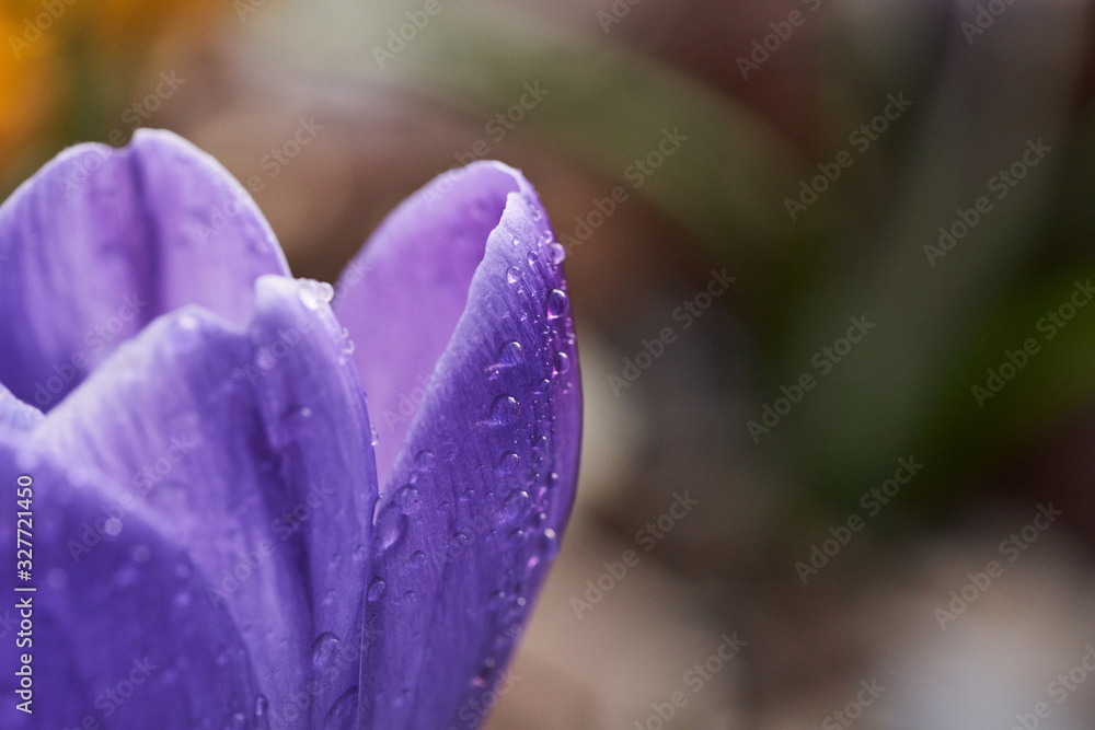 Water droplets on a blue crocus flower in spring. Water droplets on a blue crocus flower in spring.