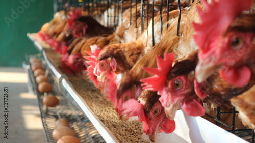 The chickens feed on the farm