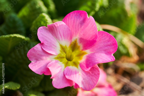 A lovely pink primrose flower on a sunny day in spring.