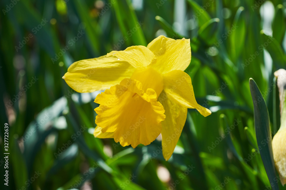 A blooming yellow daffodil bathed in sunlight on a beautiful spring day. A blooming yellow daffodil bathed in sunlight on a beautiful spring day.
