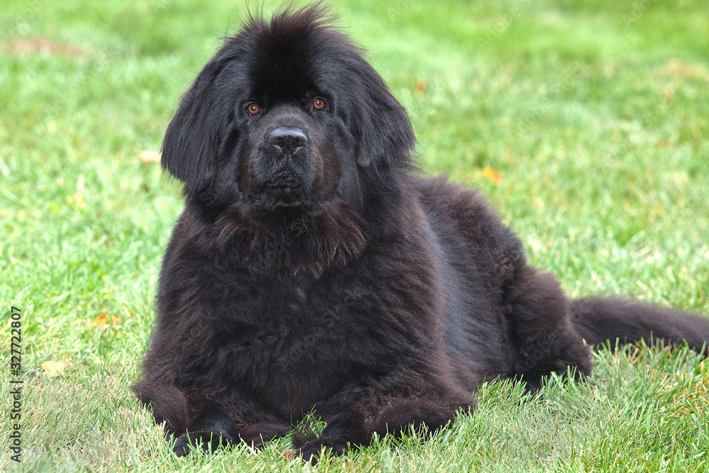 Purebred newfoundland dog stays down as she is being trained in obediance