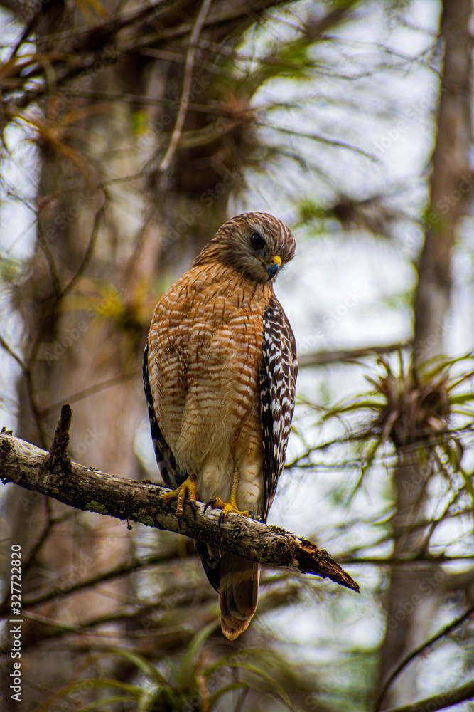 Hawk ready to hunt Hawk ready to hunt
