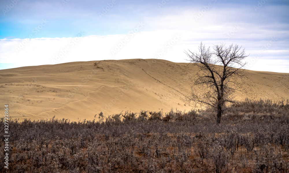 Naklejka premium Single tree landscape great sandhills with sand dune background