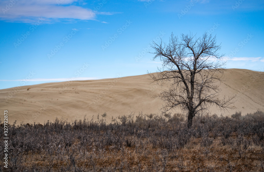 Single tree in Great Sandhills Saskatchewan Single tree in Great Sandhills Saskatchewan
