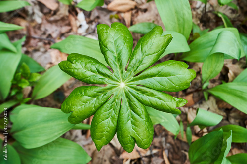 An overhead view of a lush, green mayapple plant on the forest floor in North America.
