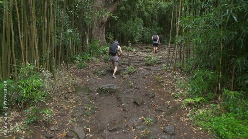 People hiking in bamboo forest in Maui, Hawaii People hiking in bamboo forest in Maui, Hawaii