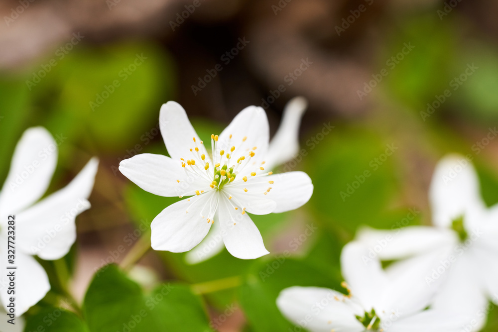 White wildflowers on the forest floor in Ohio. Bloodroot is a flowering native herb growing throughout eastern North America. White wildflowers on the forest floor in Ohio. Bloodroot is a flowering native herb growing throughout eastern North America.