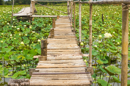 old wooden  bridge cross  into the pond of lotus​  in​ Thailand..
