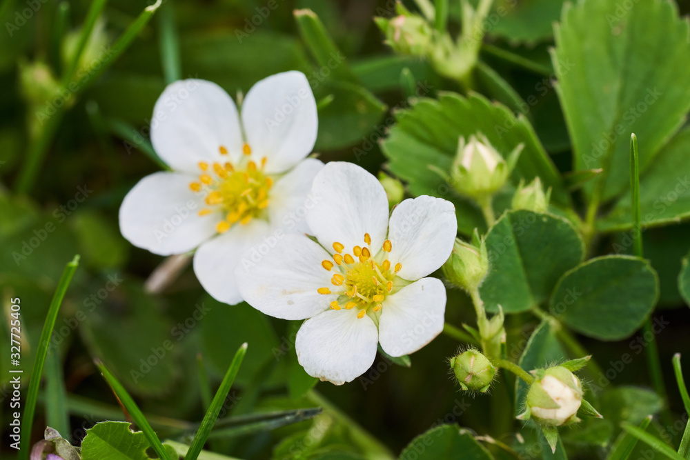 White strawberry plant flowers blooming in summer.