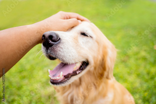 Φωτογραφία Golden Retriever dog smiles enjoying being caressed by her owner