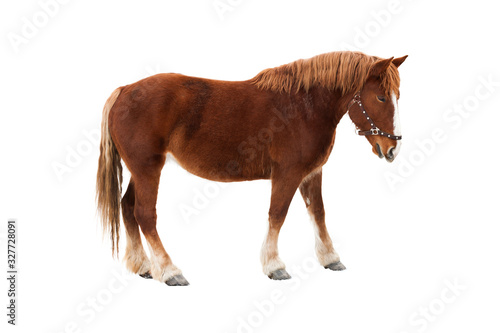 Isolated red horse. Auburn body and light beige mane and tail