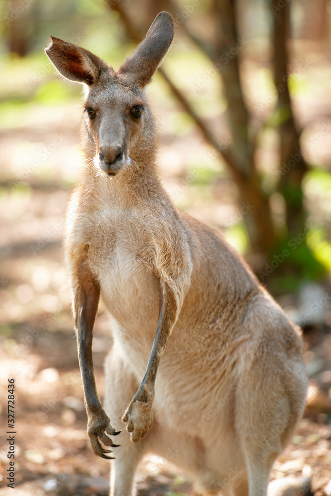 Fototapeta premium Eastern Grey Kangaroo also known as Macropus giganteus.