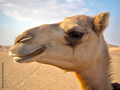 ラクダのアップーface of camel