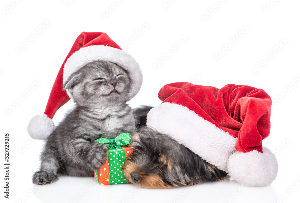 Yorkshire terrier puppy sleeps near kitten who holds gift box. isolated on white background Yorkshire terrier puppy sleeps near kitten who holds gift box. isolated on white background