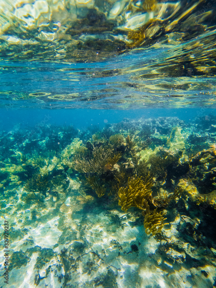 Fototapeta premium coral under water