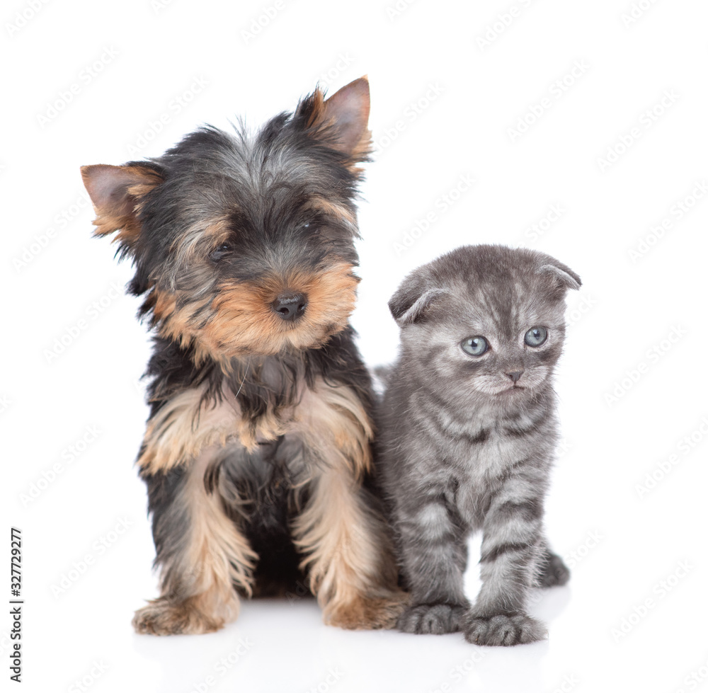 Yorkshire Terrier puppy and kitten  stand together in front view and look at camera. Isolated on white background