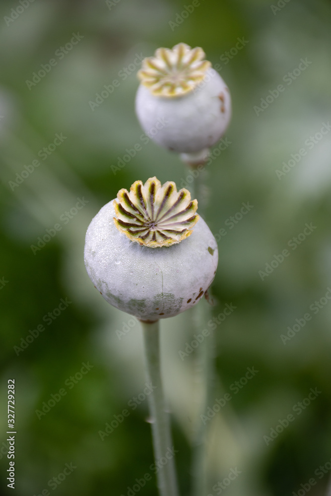 poppy pods in a field poppy pods in a field