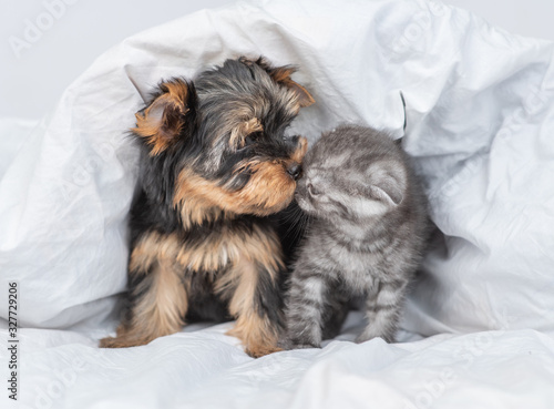 Yorkshire Terrier puppy kisses kitten under warm blanket
