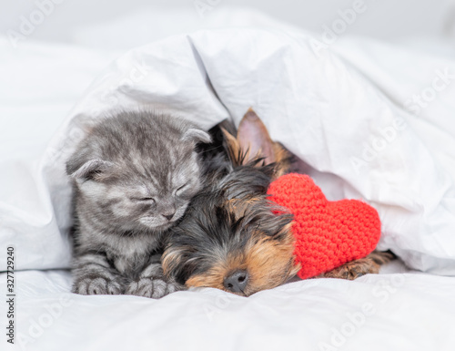Kitten and Yorkshire Terrier puppy sleep together with red heart under warm blanket