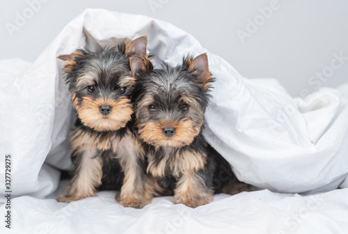 Two Yorkshire terrier puppies lie under warm blanket on the bed. Empty space for text