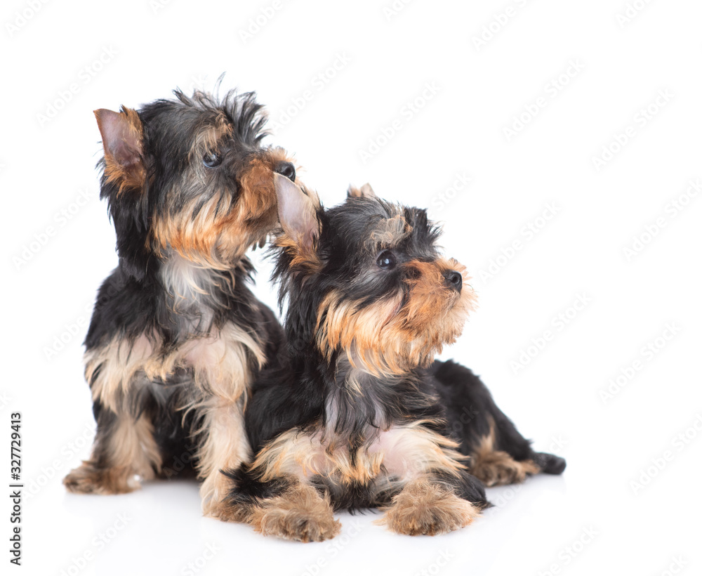 Two Yorkshire Terrier puppies sit and look away together on empty space. Isolated on white background Two Yorkshire Terrier puppies sit and look away together on empty space. Isolated on white background