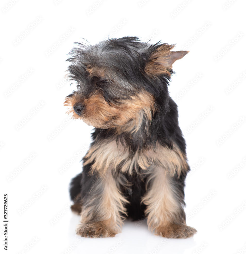 Yorkshire Terrier puppy sits and looks away on empty space. Isolated on white background Yorkshire Terrier puppy sits and looks away on empty space. Isolated on white background