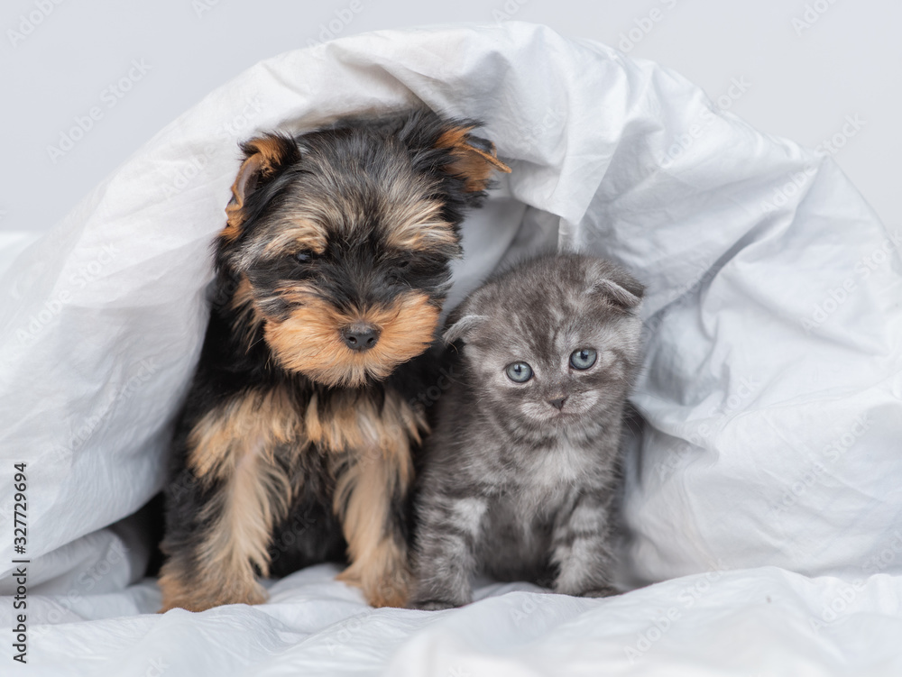 Kitten and toy terrier puppy sits together under warm blanket Kitten and toy terrier puppy sits together under warm blanket