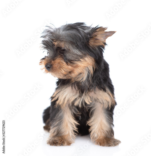 Yorkshire Terrier puppy sits and looks away on empty space. Isolated on white background