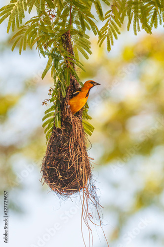Εκτύπωση καμβά Streak-backed Oriole on a Nest