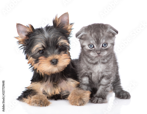 Yorkshire Terrier puppy and kitten sit in front view and look at camera together. Isolated on white background