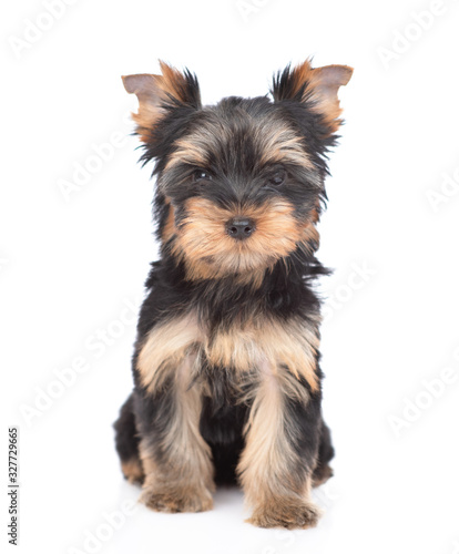 Yorkshire Terrier puppy sits in front view and looks at camera. Isolated on white background