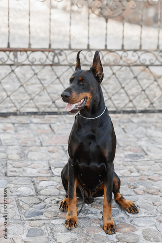 Purebred Doberman sitting in the yard