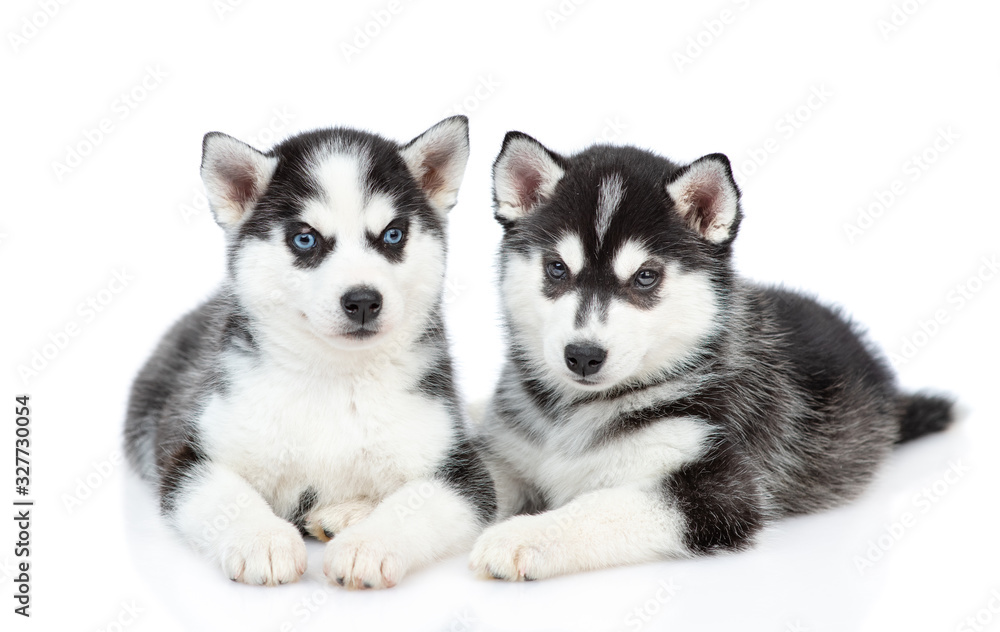Two Siberian Husky puppies lie together in front view and look at camera. isolated on white background Two Siberian Husky puppies lie together in front view and look at camera. isolated on white background