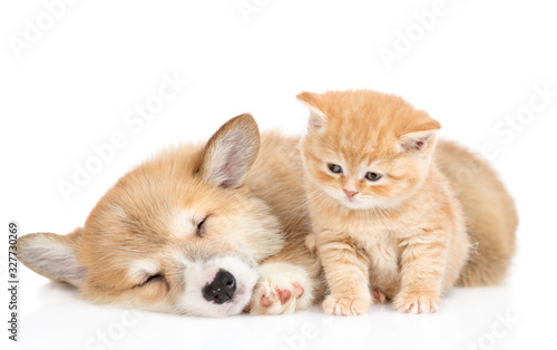 Sleepy Pembroke welsh corgi puppy lies with tiny kitten. isolated on white background © Ermolaev Alexandr