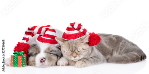 Australian shepherd puppy and adult british cat wearing warm hats sleep together with gift box. Isolated on white background