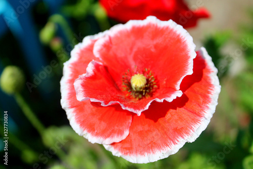 flower red poppy close-up, great design for any purposes. Colorful decoration. Spring floral background. Bright macro color. Floral ornament. Flower background. White background.