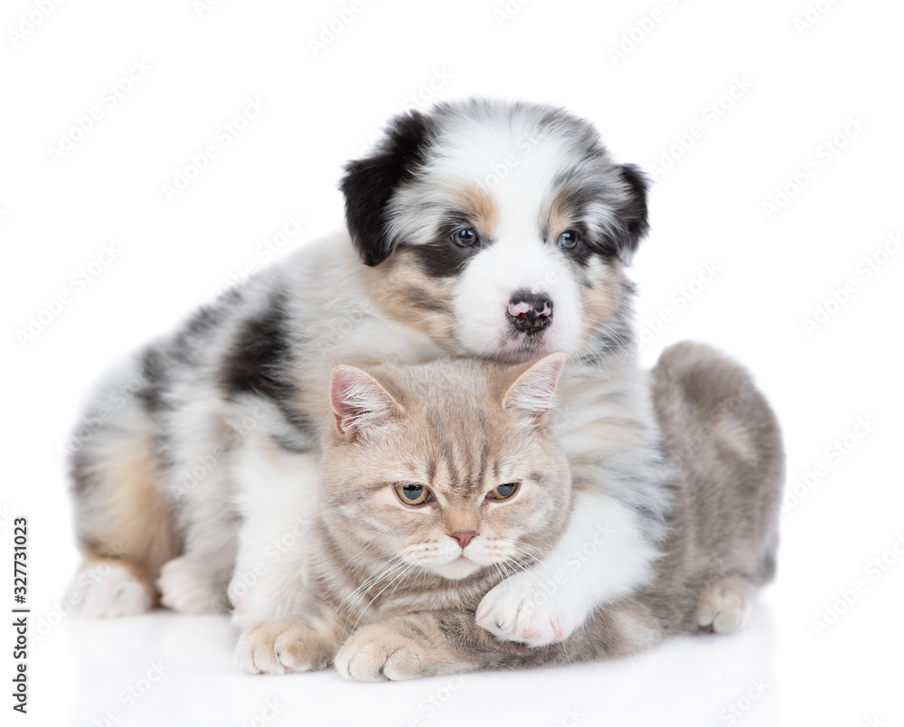 Australian shepherd puppy hugs british cat and looks at camera. isolated on white background