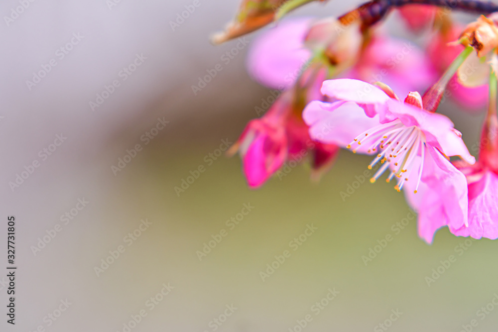 Obraz premium 桜の季節