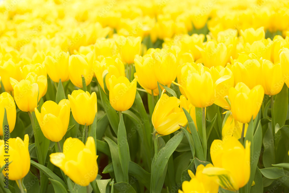 Obraz premium Yellow tulips fild. Spring background.