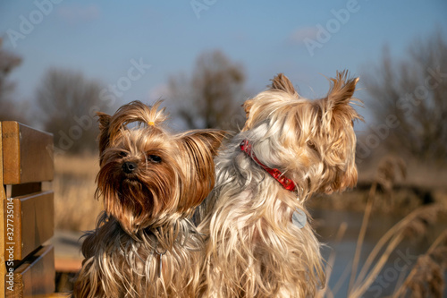 Two yorkshire terriers are sitting in nature