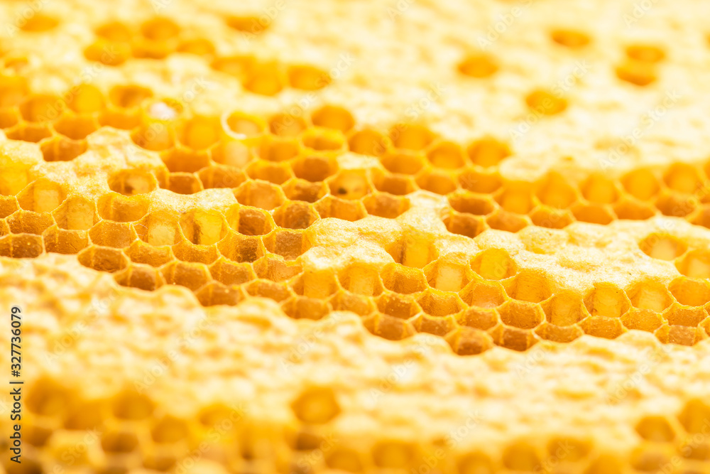 Group of bees on honeycomb studio shoot. Food or nature concept Group of bees on honeycomb studio shoot. Food or nature concept
