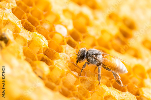 Group of bees on honeycomb studio shoot. Food or nature concept © SKT Studio
