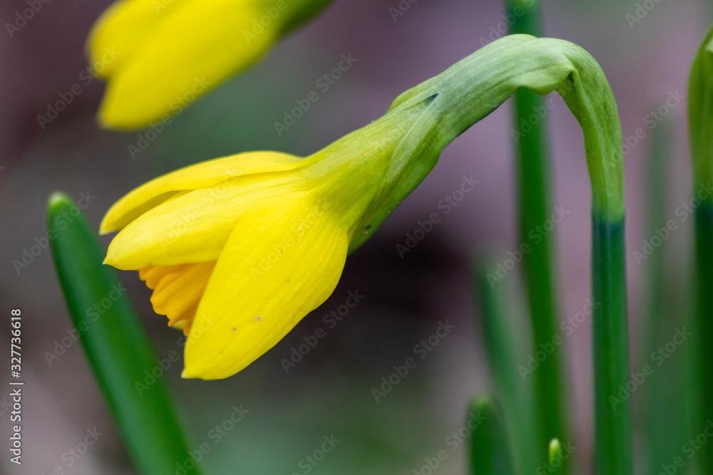 Obraz premium Strahlend leuchtende gelbe Narzissenblüten kündigen den Frühling im heimischen Garten und in Stadtgärten, Parks und Grünstreifen an und verzaubern den Frühling mit betörendem Duft