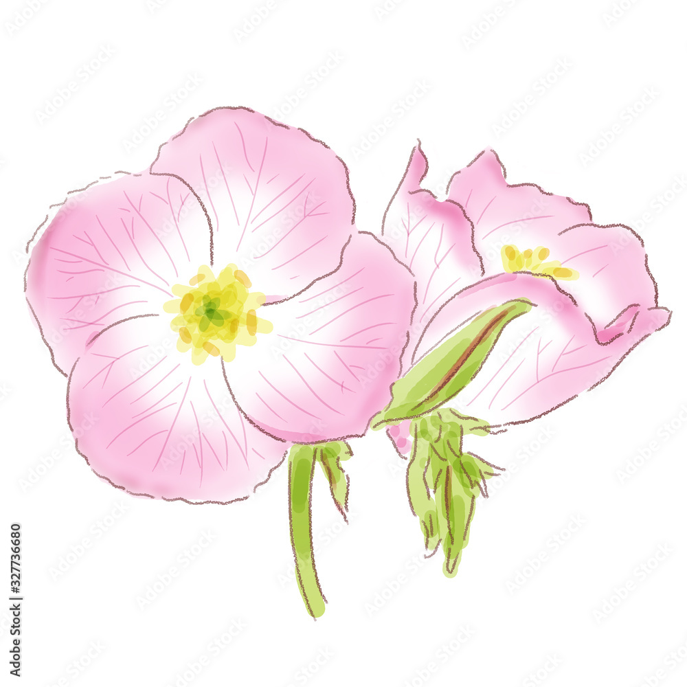 eveningprimrose_watercolor eveningprimrose_watercolor